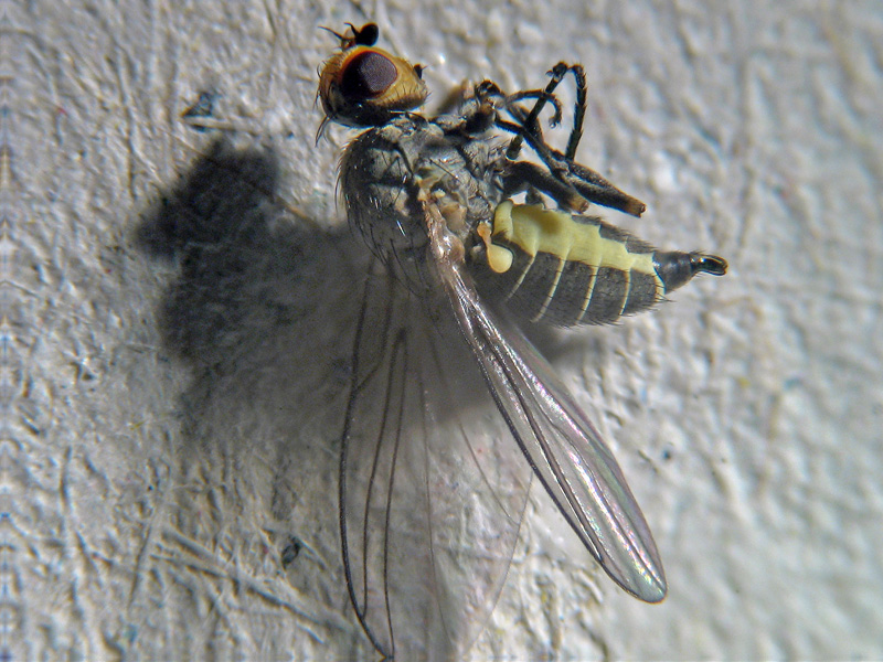 Napomyza (Phytomyza) gymnostoma ( Agromyzidae)